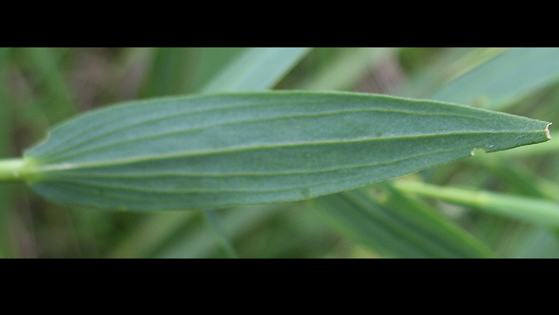Image of Linum nervosum specimen.