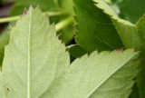 Alchemilla glabra