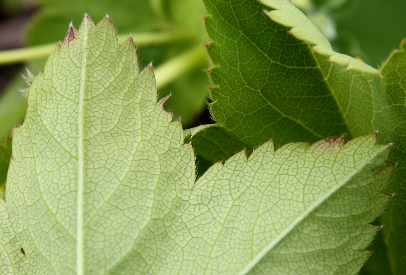 Изображение особи Alchemilla glabra.