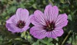 Geranium cinereum