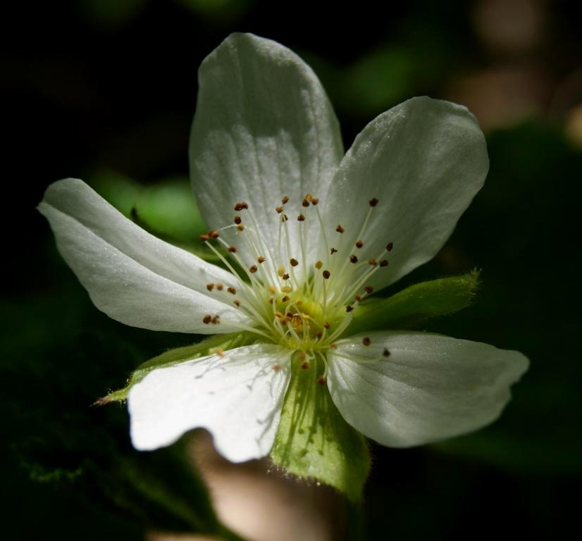 Изображение особи Rubus chamaemorus.