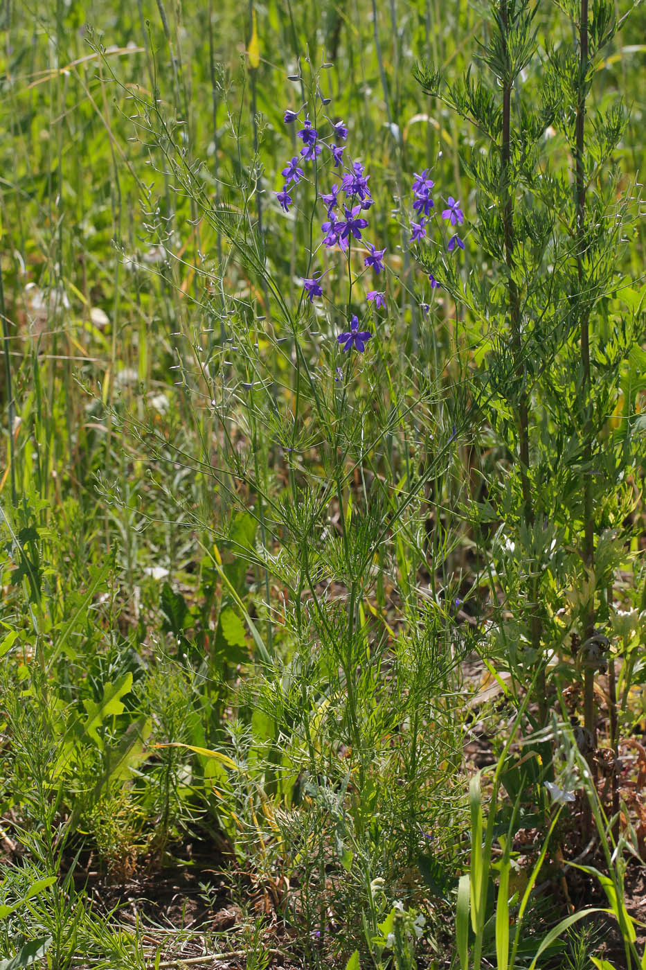 Image of Delphinium consolida specimen.