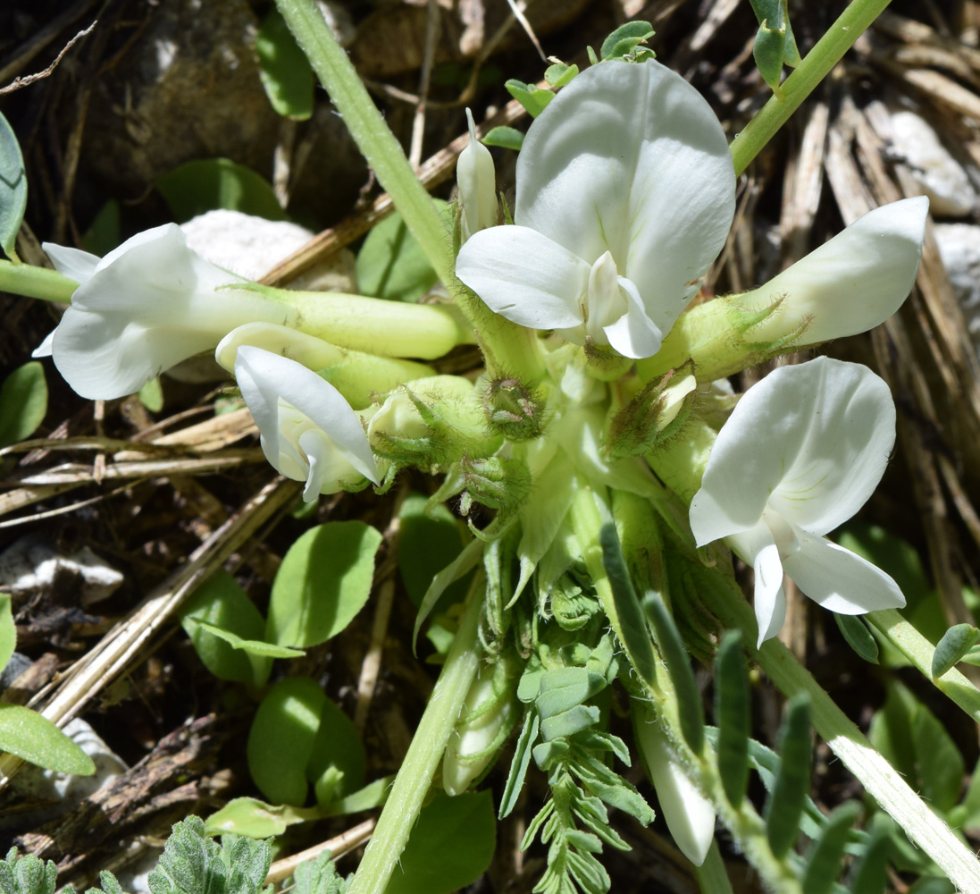 Изображение особи Astragalus chionanthus.