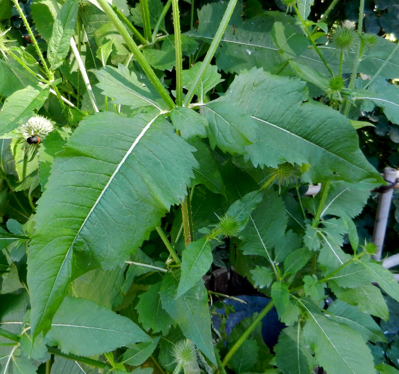 Image of Dipsacus strigosus specimen.