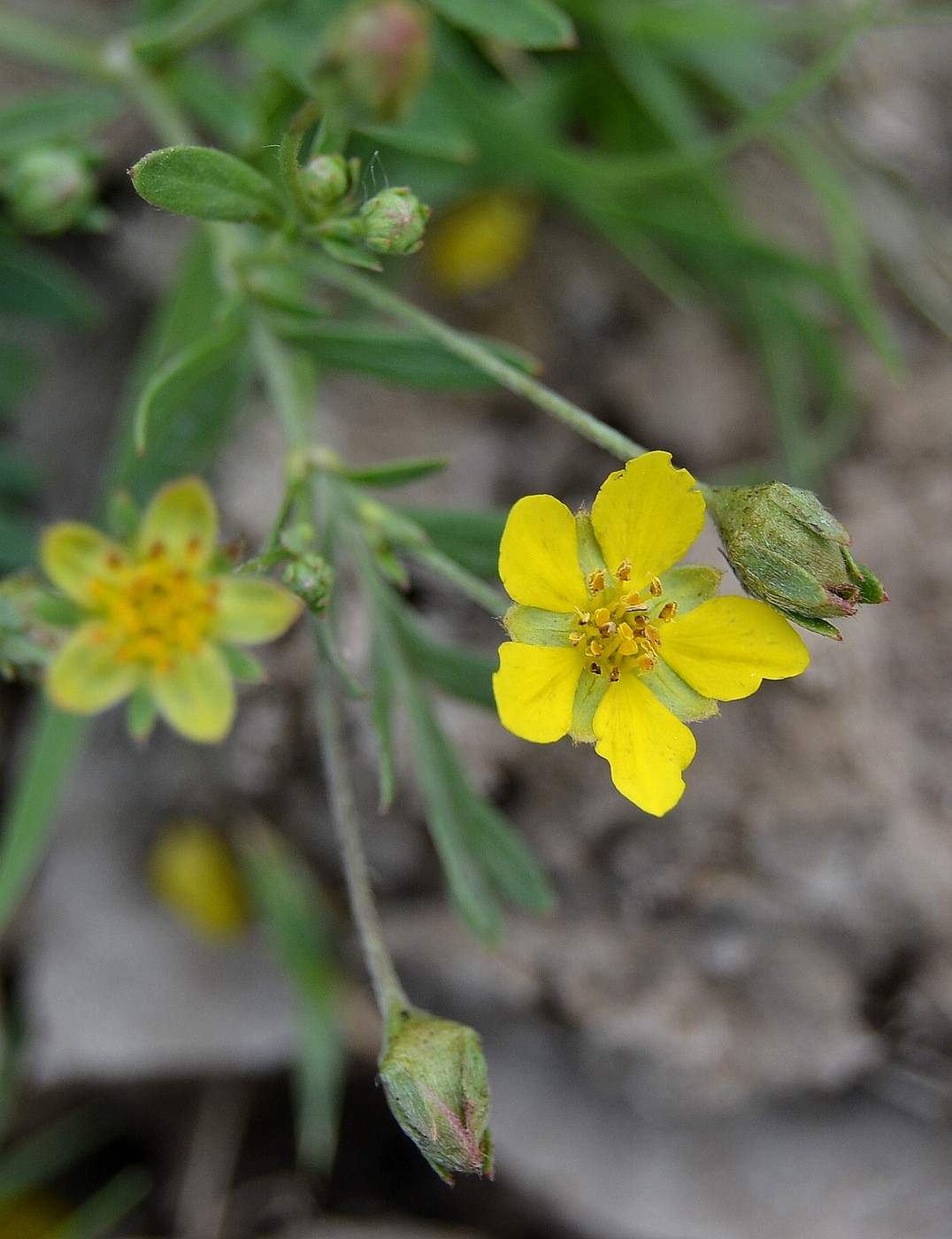 Image of Potentilla bifurca specimen.