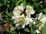 Rhododendron caucasicum. Верхушка побега с соцветием. Северная Осетия, Ирафский р-н, долина р. Гебидон, субальпийский луг (выс. около 2300 м н.у.м.). 07.07.2016.