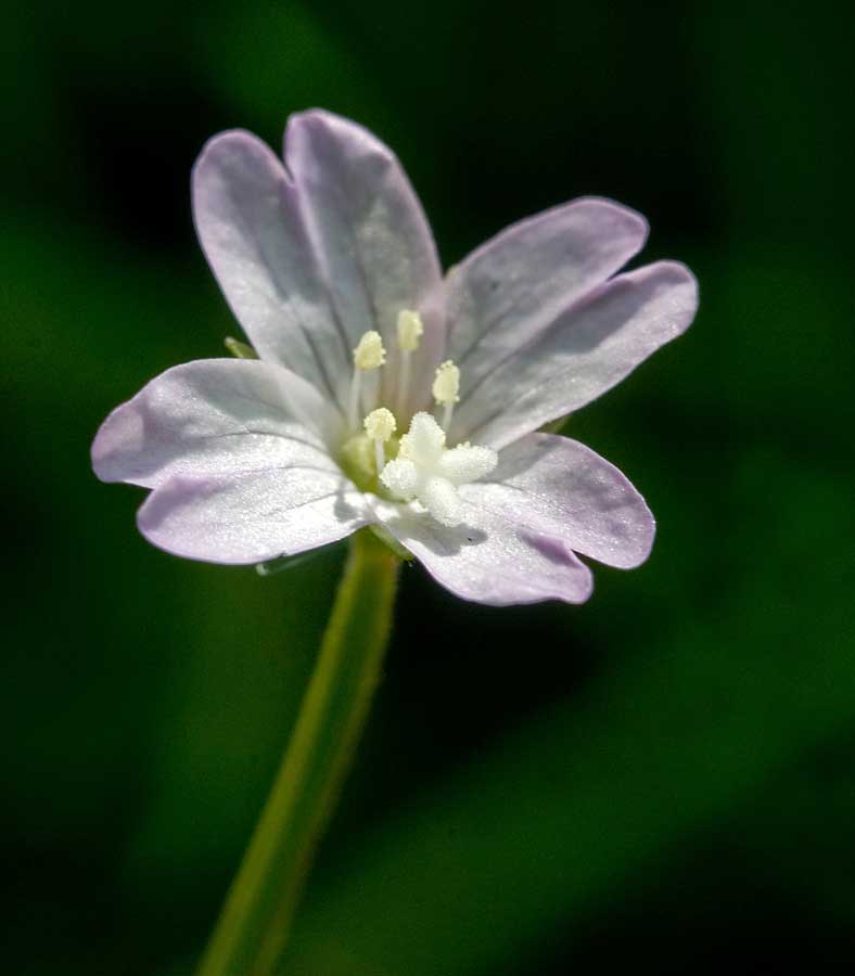 Изображение особи Epilobium montanum.