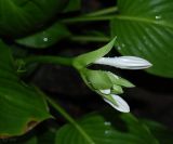 Hosta plantaginea