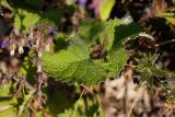 Salvia verticillata. Листья. Татарстан, Новошешминский р-н, остепненный луг на увале в окр. села Татарское Утяшкино. 4 июля 2016 г.