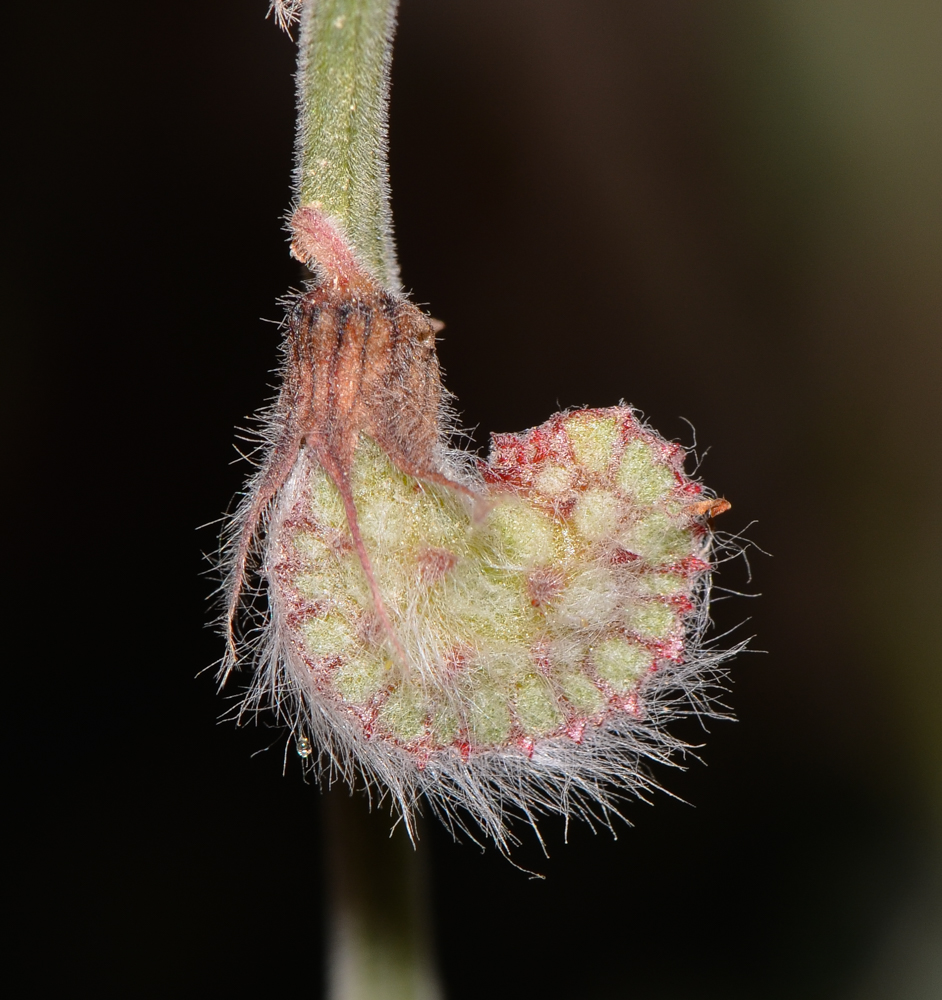 Изображение особи Onobrychis ptolemaica.