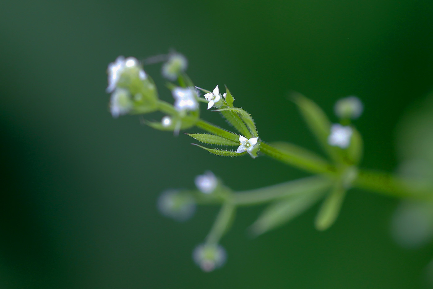 Image of Galium aparine specimen.