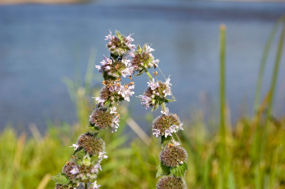 Image of Mentha &times; dalmatica specimen.