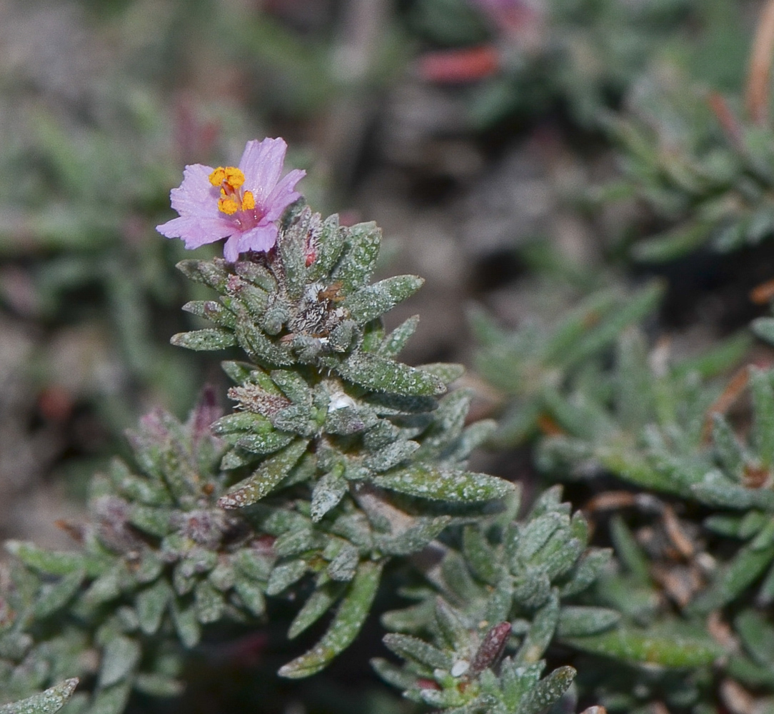 Image of Frankenia capitata specimen.