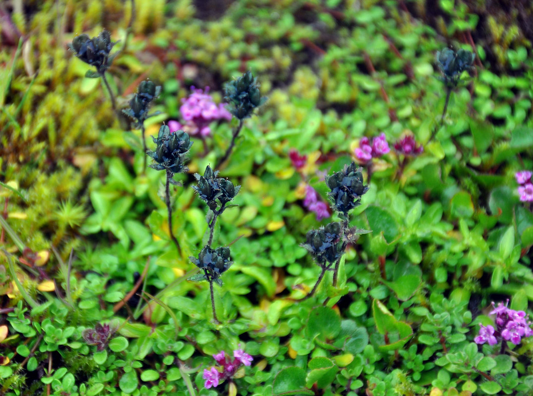 Image of Veronica alpina specimen.