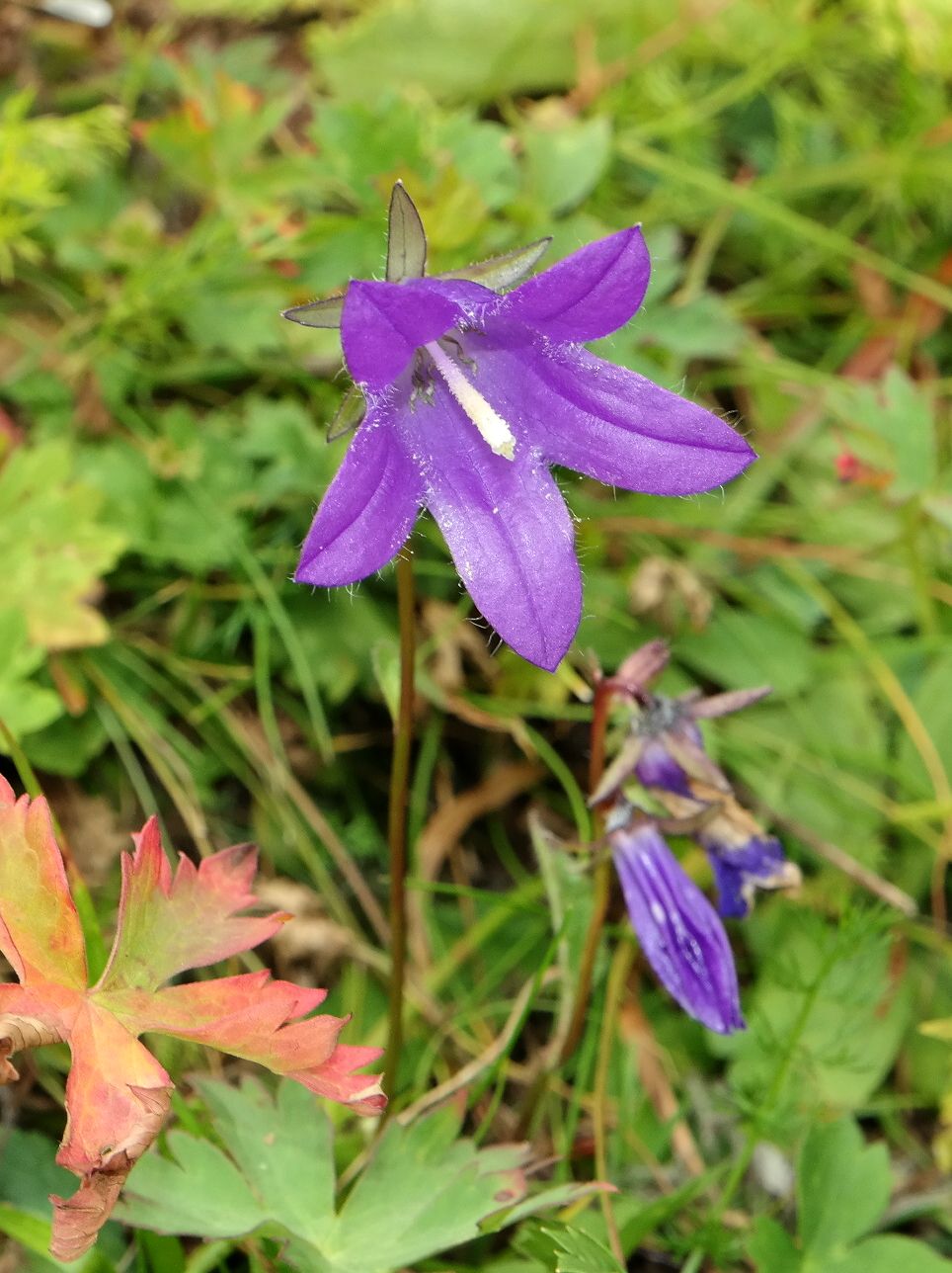 Изображение особи род Campanula.