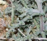 Centaurea aegyptiaca