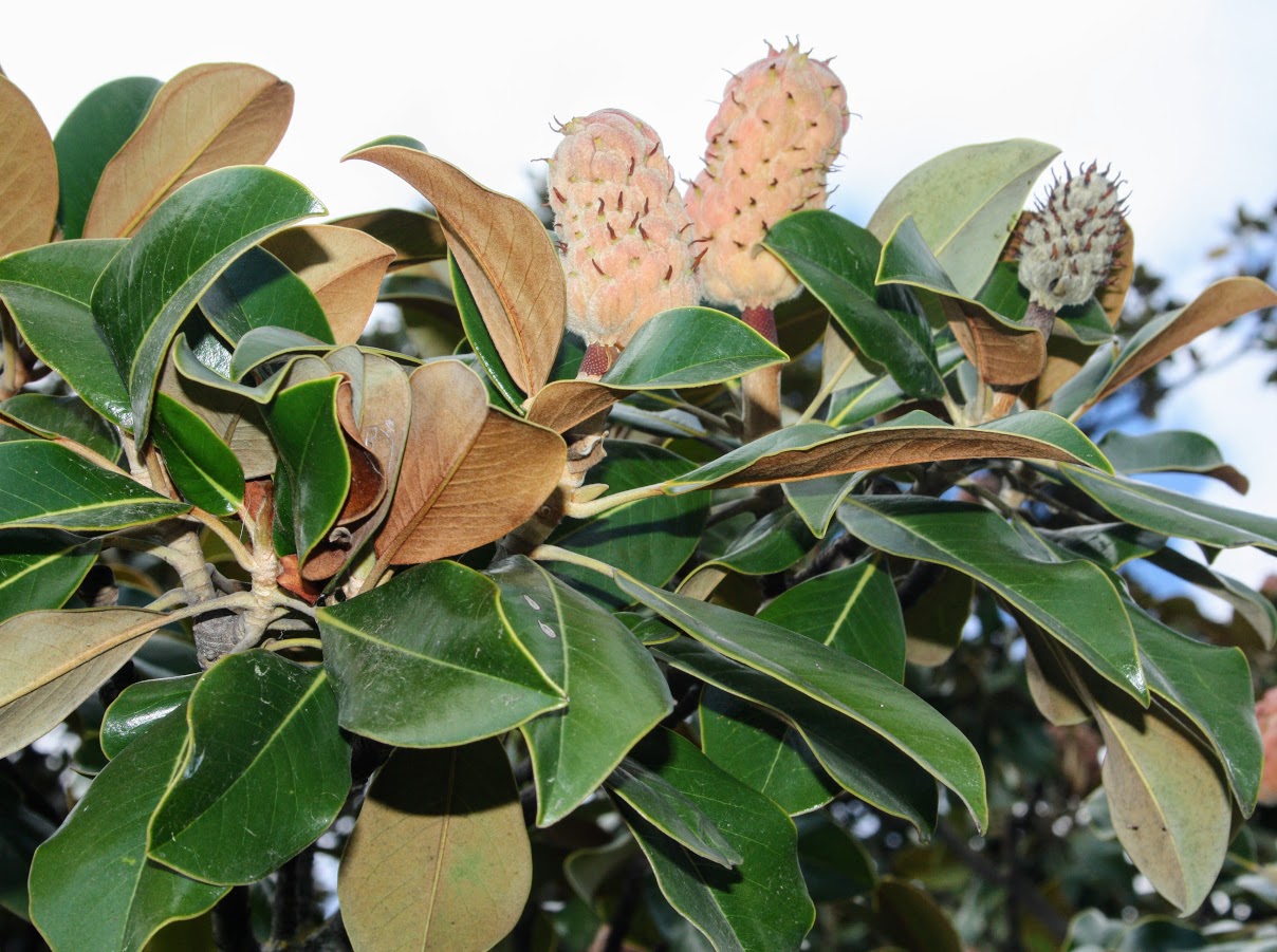 Изображение особи Magnolia grandiflora.