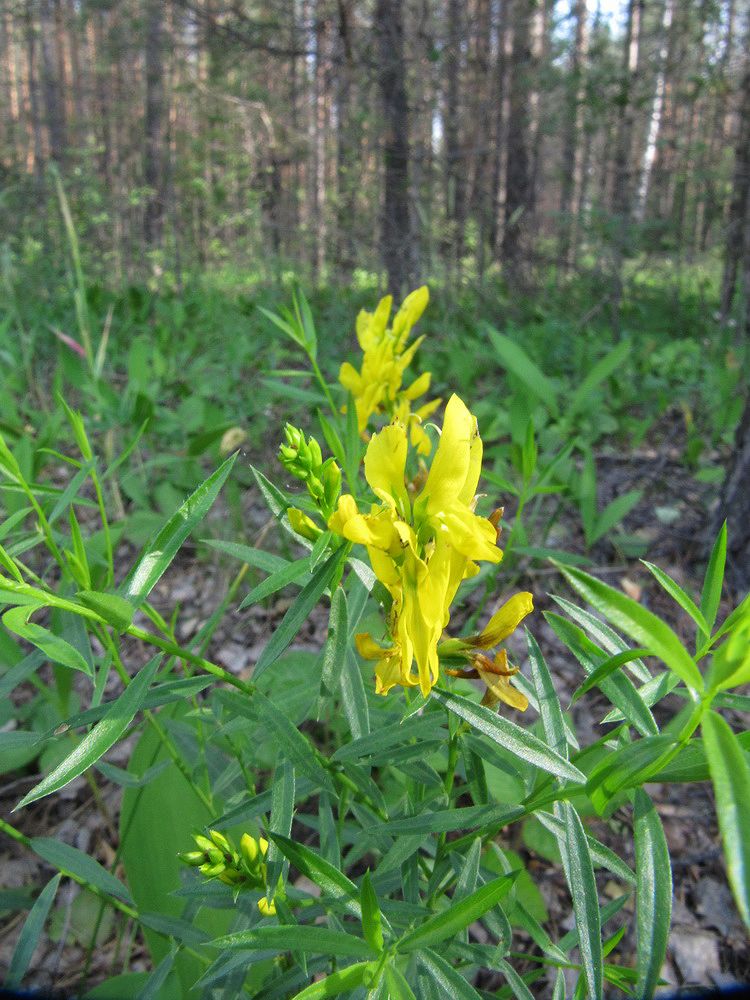 Изображение особи Genista tinctoria.