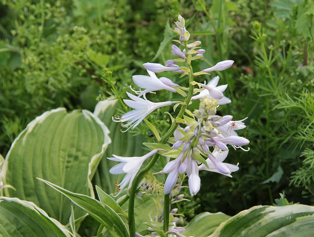 Изображение особи Hosta fortunei.