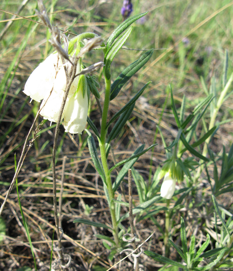 Image of Onosma volgensis specimen.