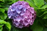 Hydrangea macrophylla. Соцветие из стерильных цветков и листья. Крым, Южный Берег, Партенит, парк ЛОК \"Айвазовское\". 15.06.2014.