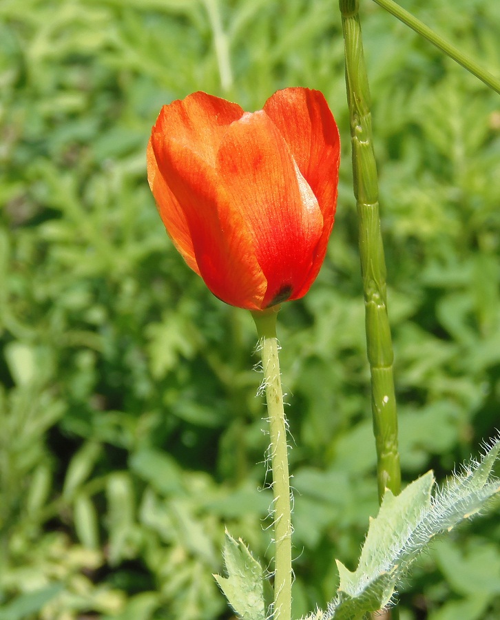 Изображение особи Glaucium corniculatum.