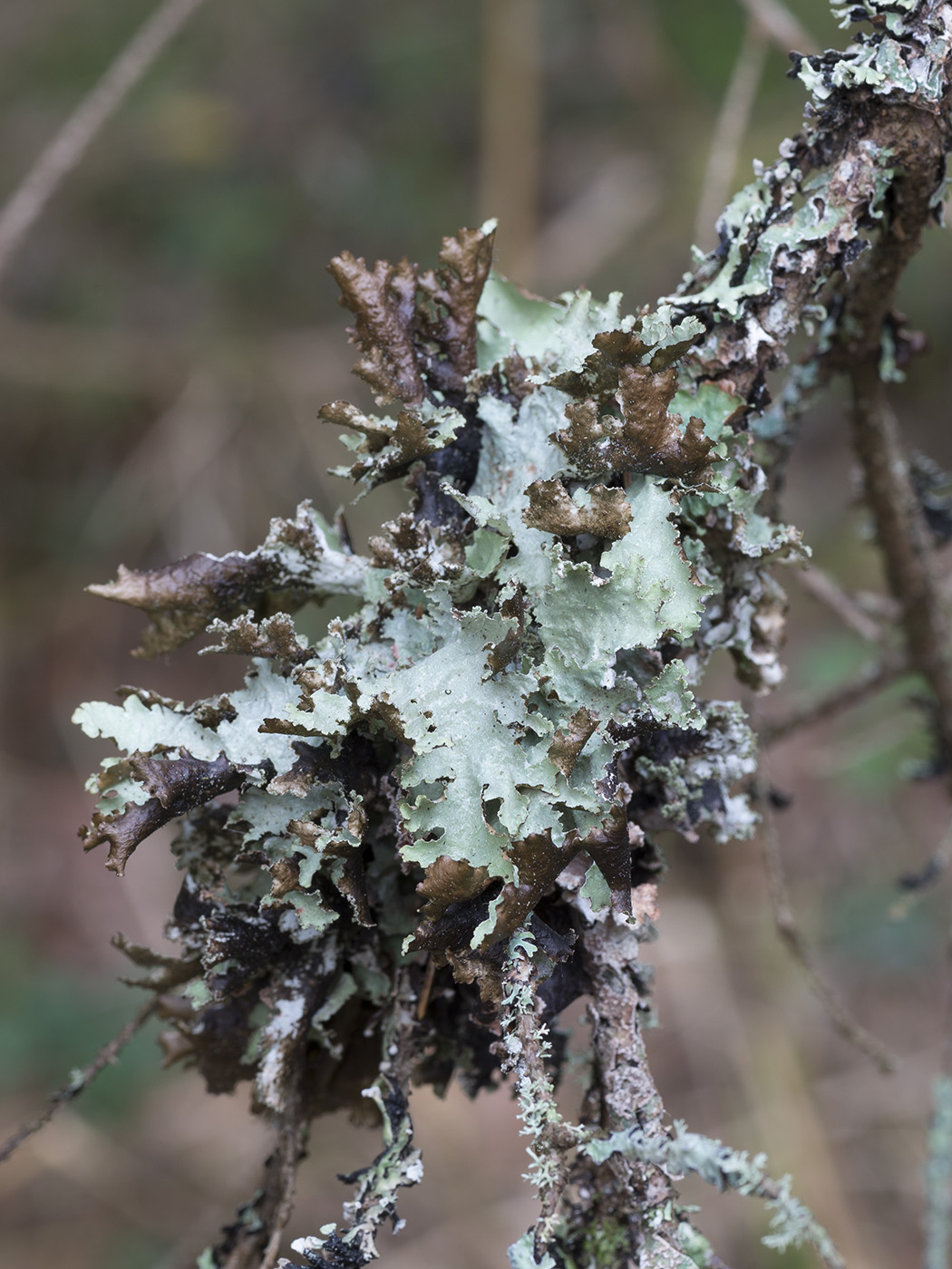 Изображение особи Platismatia glauca.