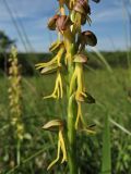 Orchis anthropophora