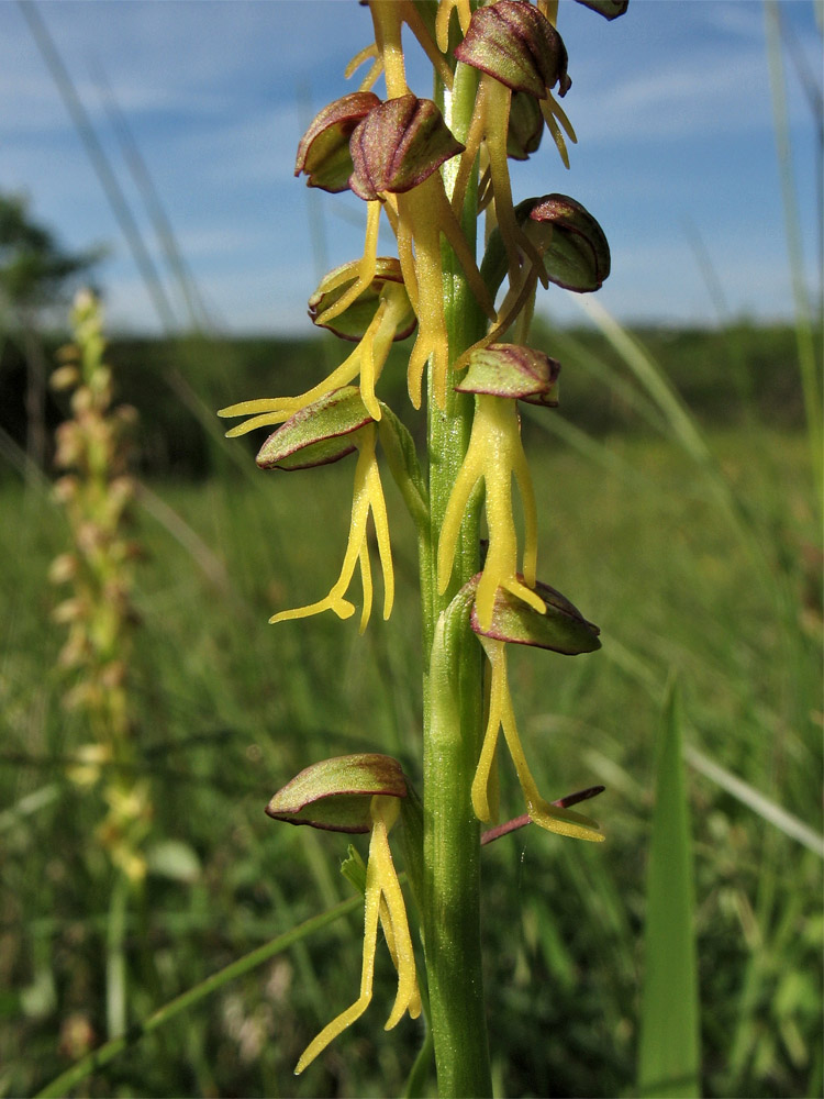 Image of Orchis anthropophora specimen.