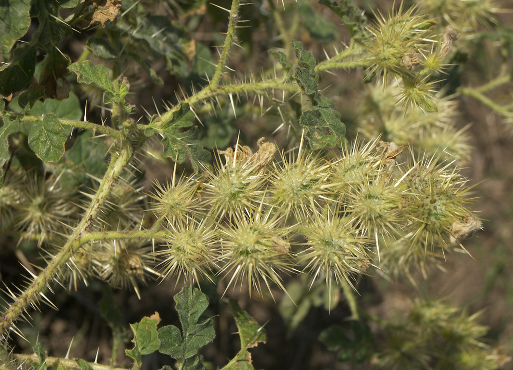 Image of Solanum cornutum specimen.