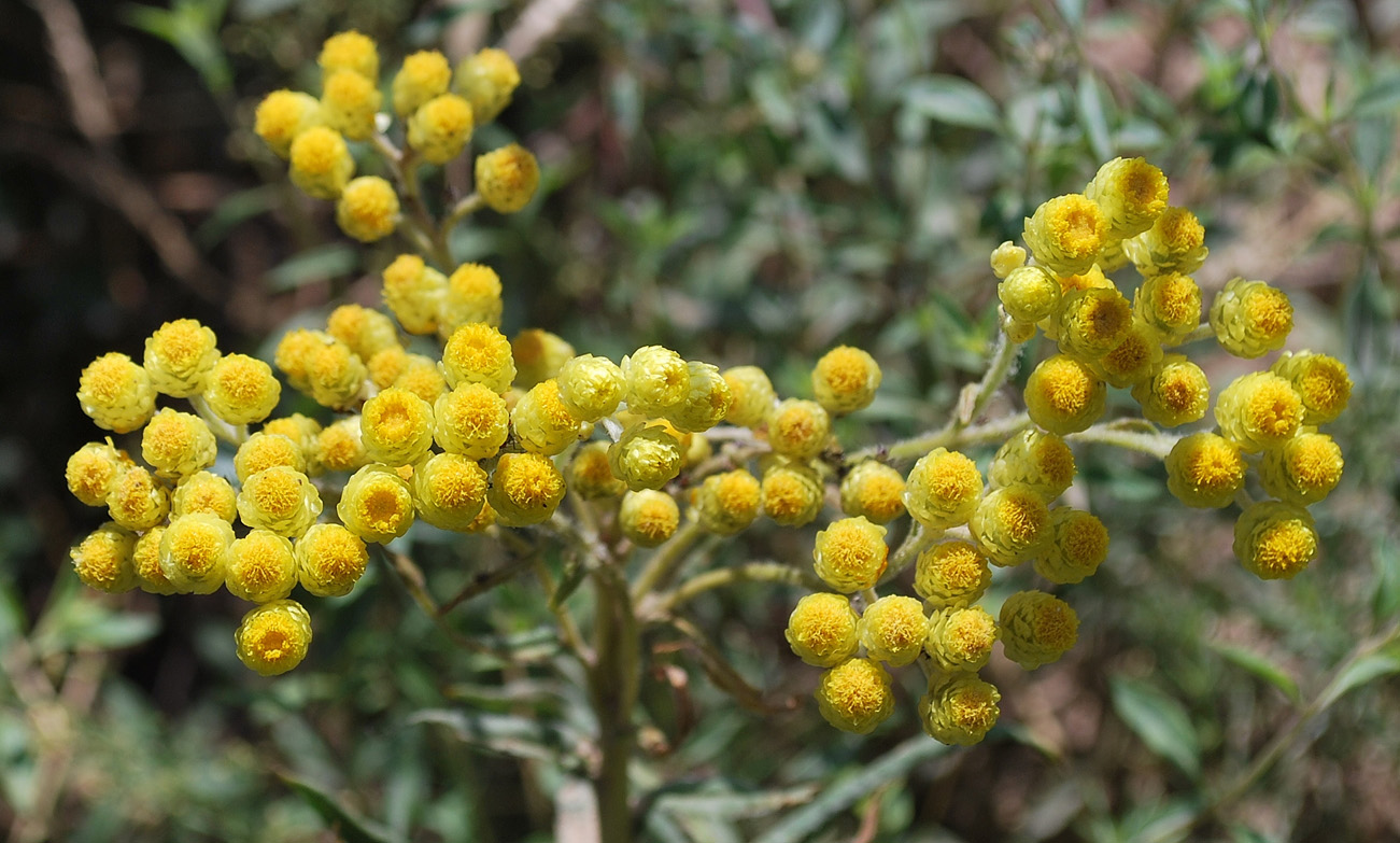 Image of Helichrysum maracandicum specimen.