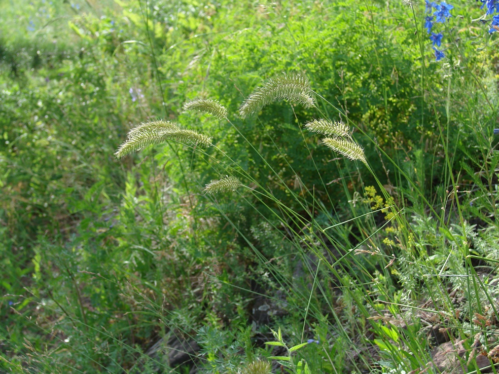 Изображение особи Agropyron pectinatum.