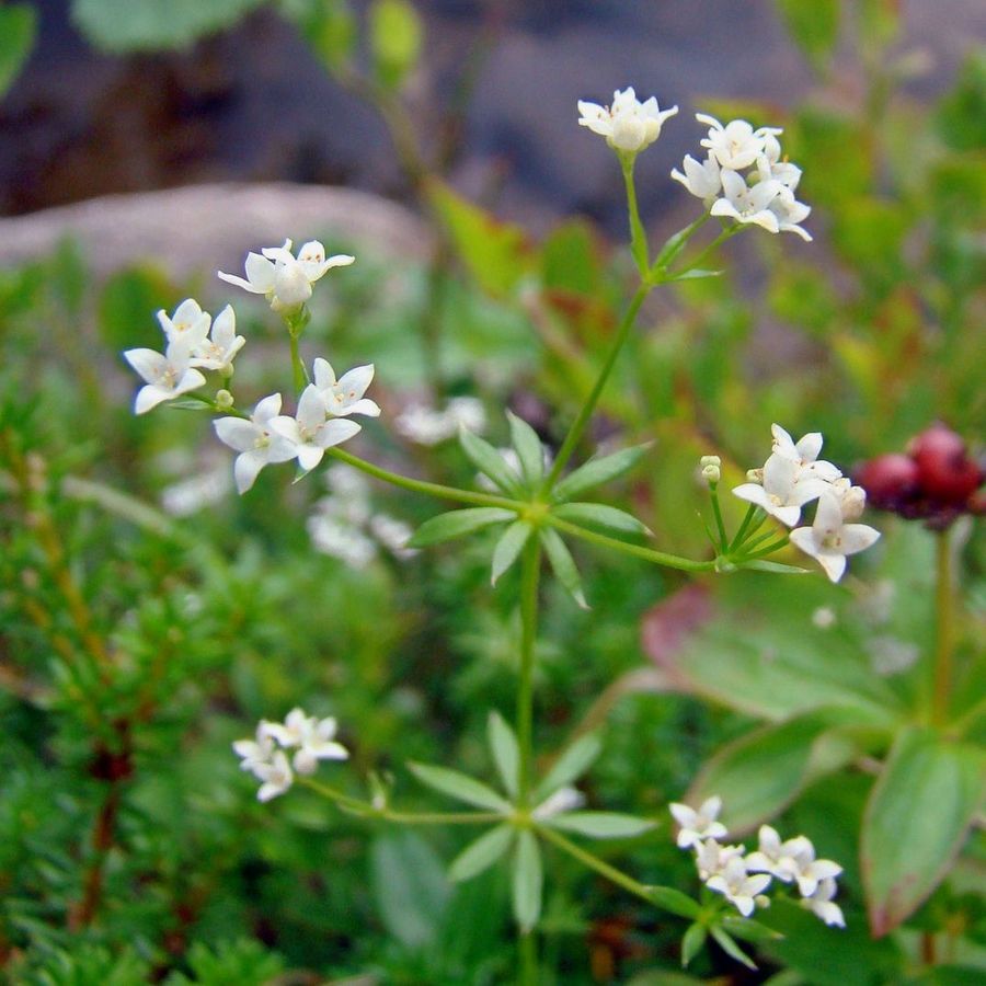 Изображение особи Galium uliginosum.