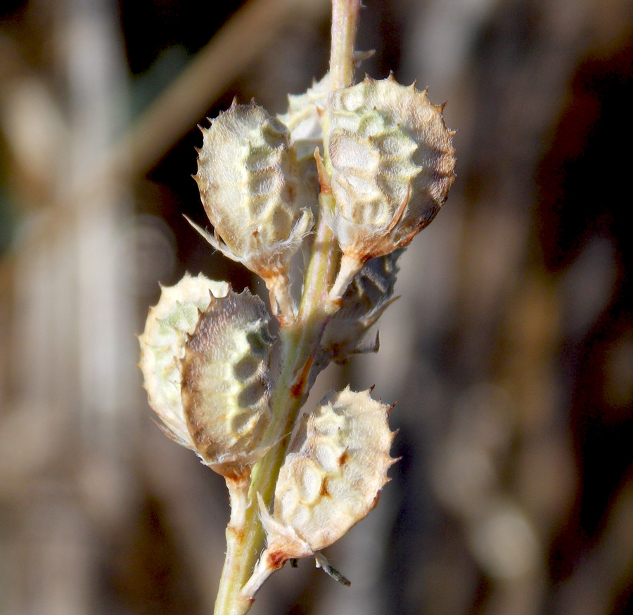 Image of Onobrychis viciifolia specimen.