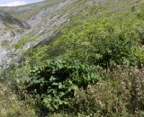 Heracleum sphondylium ssp. ternatum