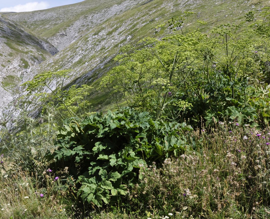 Image of Heracleum sphondylium ssp. ternatum specimen.