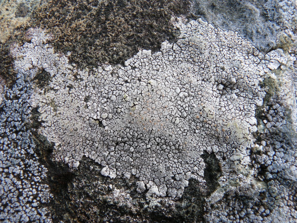 Image of class Lecanoromycetes specimen.