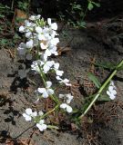 Hesperis sibirica ssp. pseudonivea