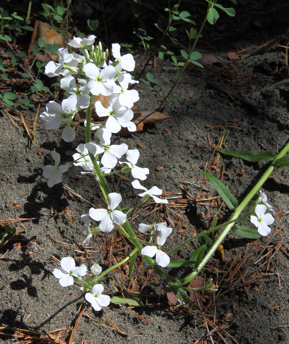 Image of Hesperis sibirica ssp. pseudonivea specimen.