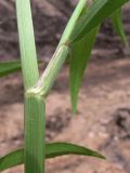 Image of taxon representative. Author is Сергей Глотов