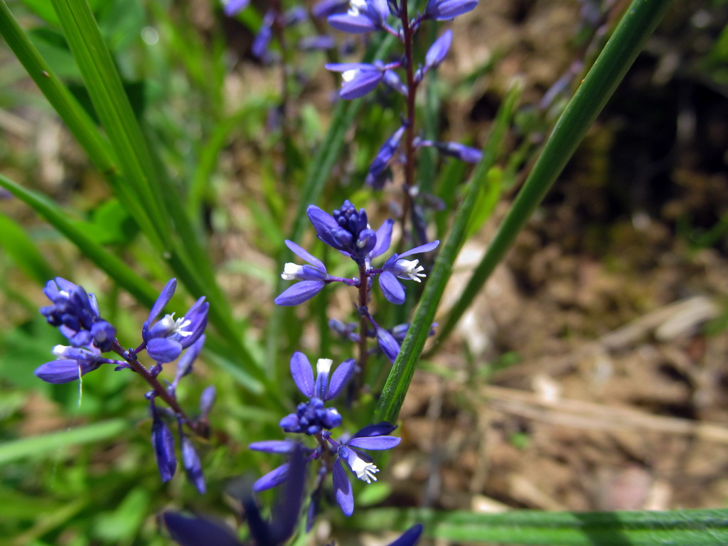 Image of Polygala vaillantii specimen.