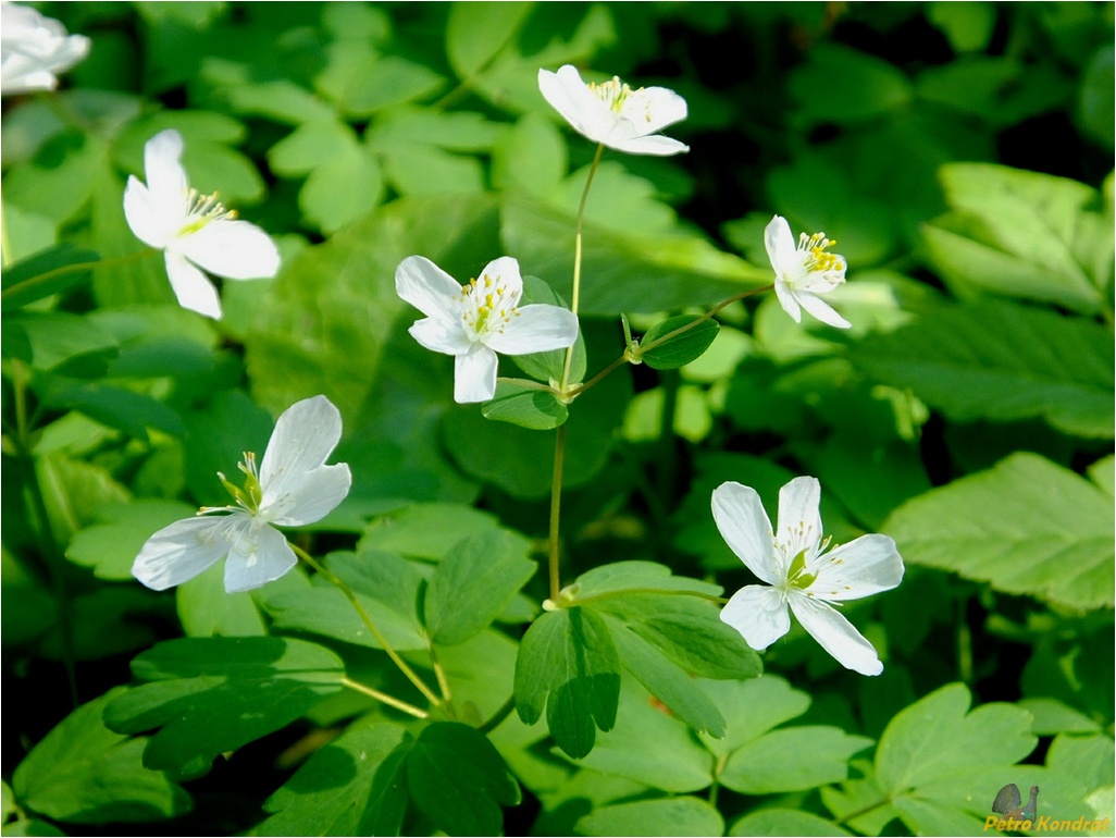 Изображение особи Isopyrum thalictroides.