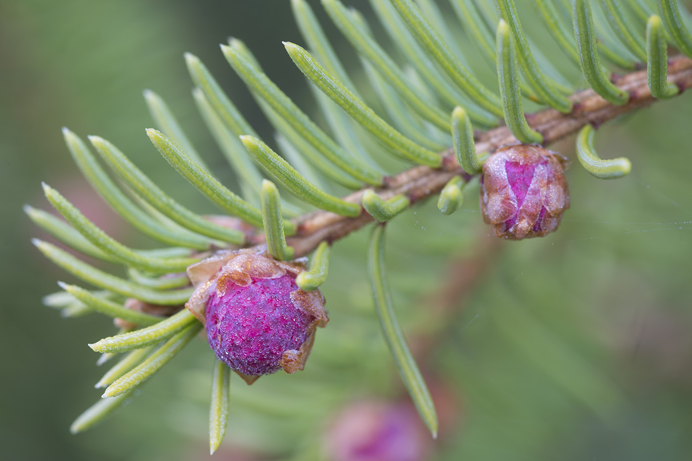 Изображение особи Picea &times; fennica.