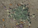 Oxytropis pallasii