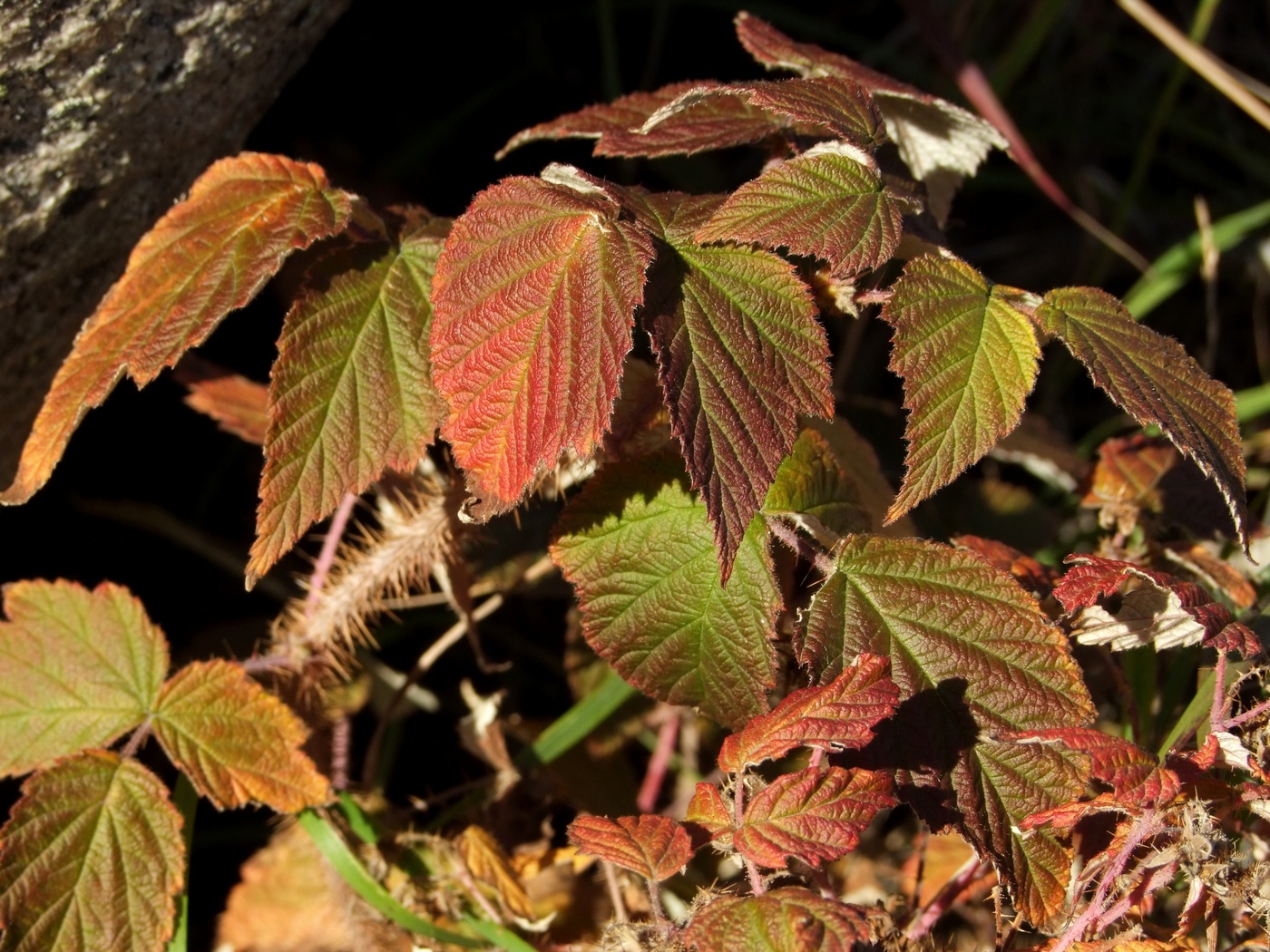 Image of Rubus matsumuranus specimen.