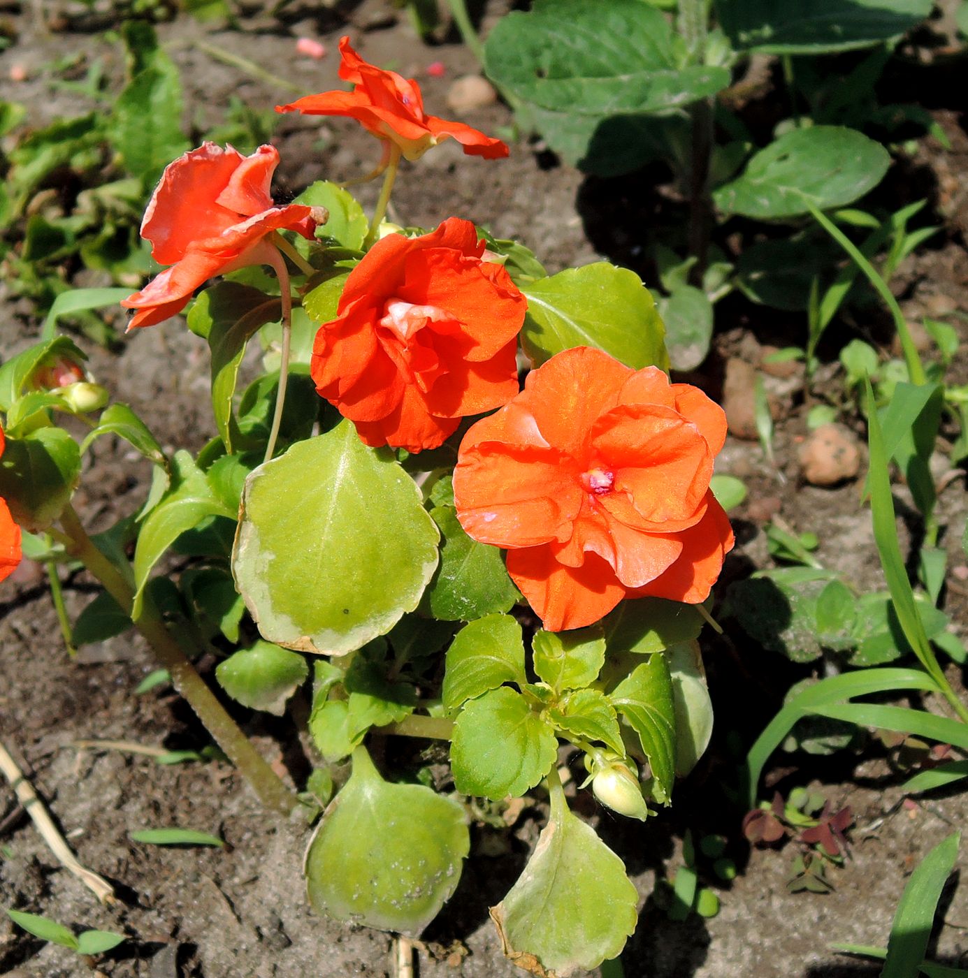 Image of Impatiens walleriana specimen.