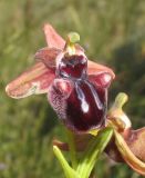 Ophrys mammosa. Цветок. Крым, окр. Судака, долина р. Ворон, гора Плакья, остепнённая терраса. 18 мая 2017 г.