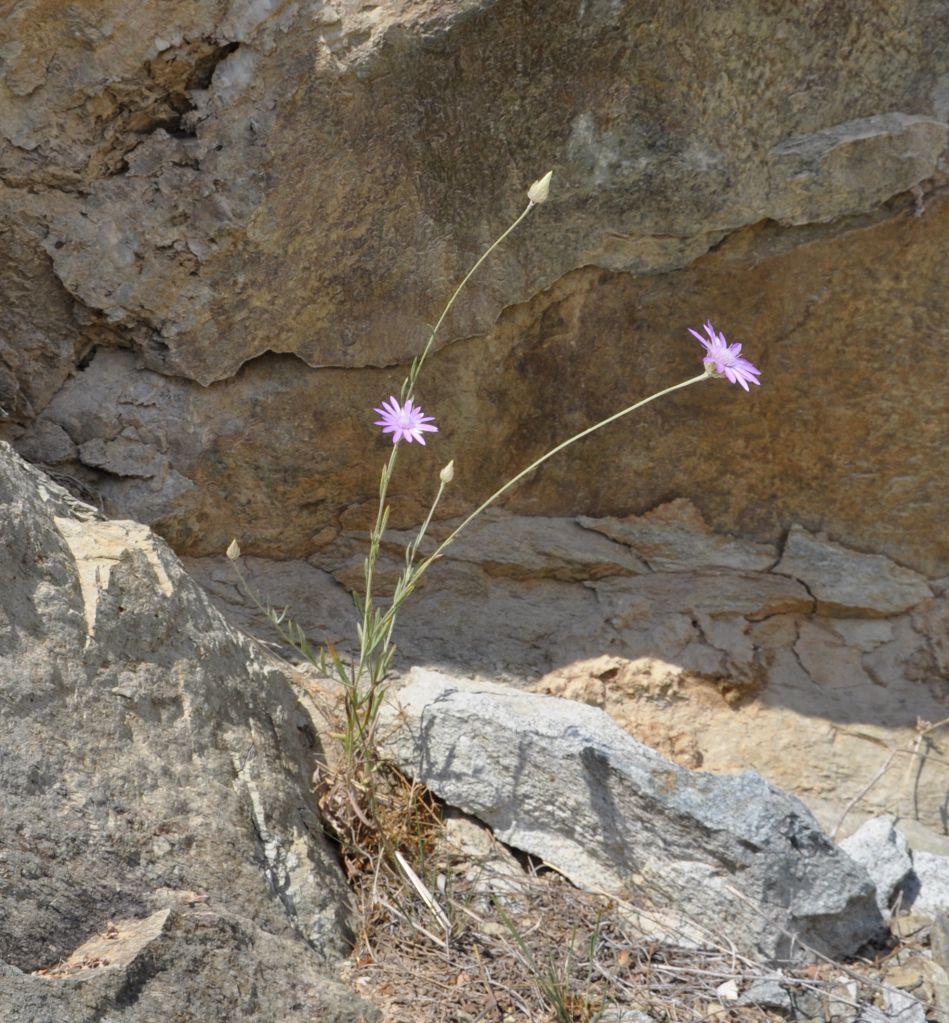 Изображение особи Xeranthemum annuum.