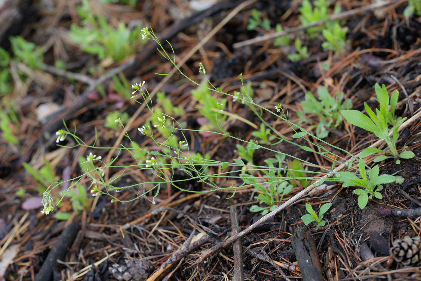 Изображение особи Arabidopsis thaliana.