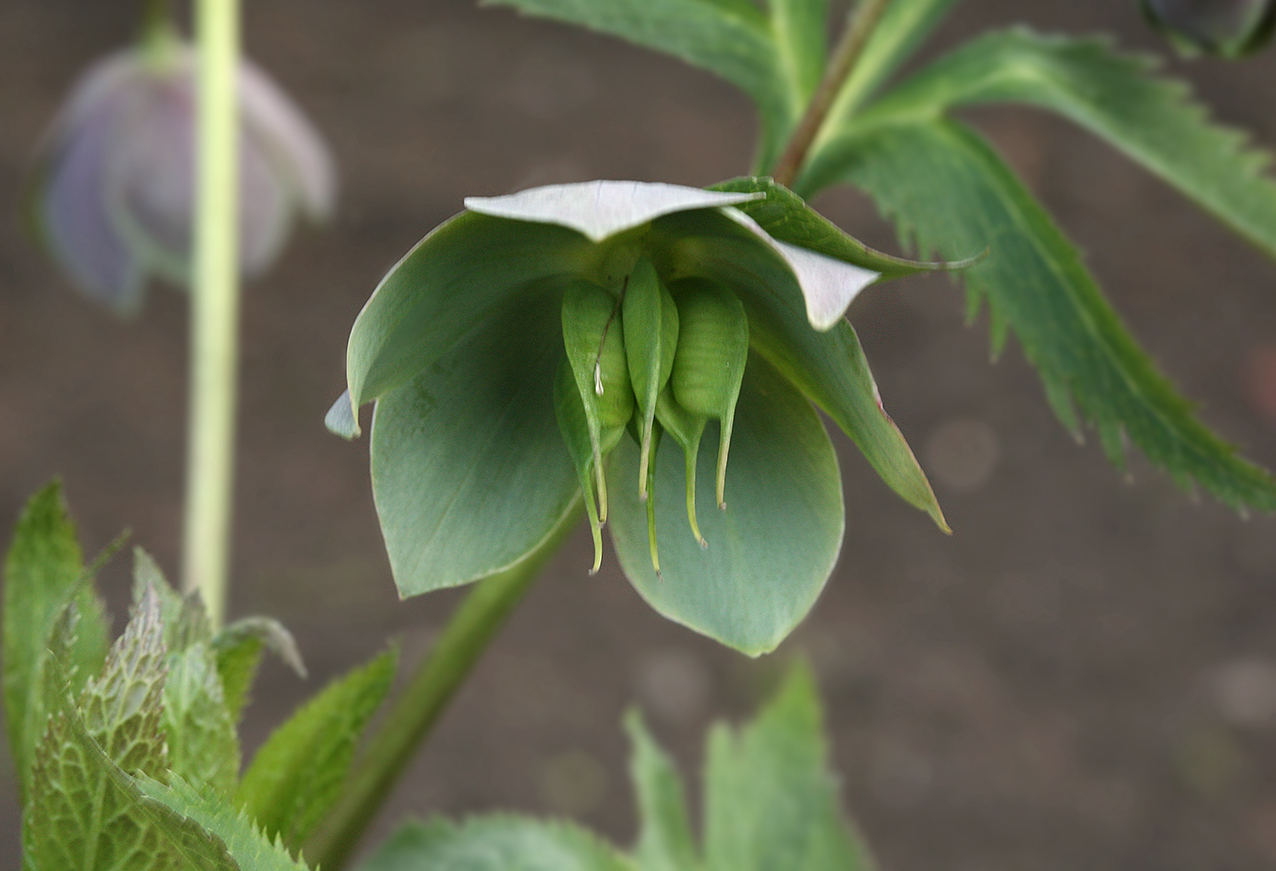 Image of Helleborus purpurascens specimen.